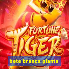 bete branca planta